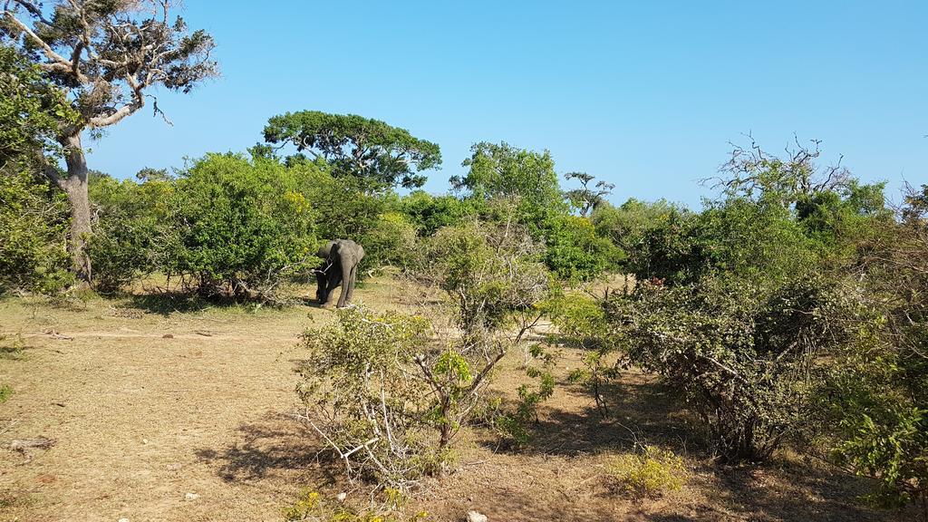 Wild Panthera Yala Tissamaharama Ngoại thất bức ảnh